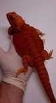 Agama brodata Czerwona