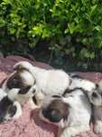 Shih-tzu piesek rezerwacja