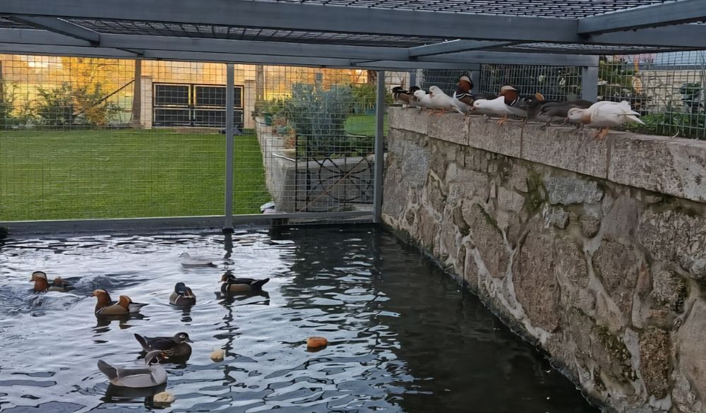 Vendo Patos Carolinos e Mandarins