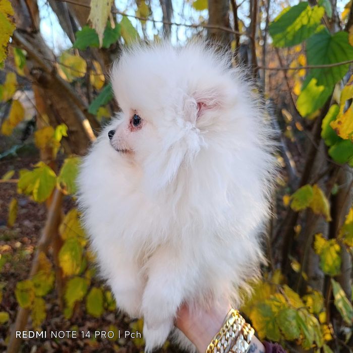 Szpic miniaturowy.Tylko dla Ciebie . Wyjątkowy pomeranian.