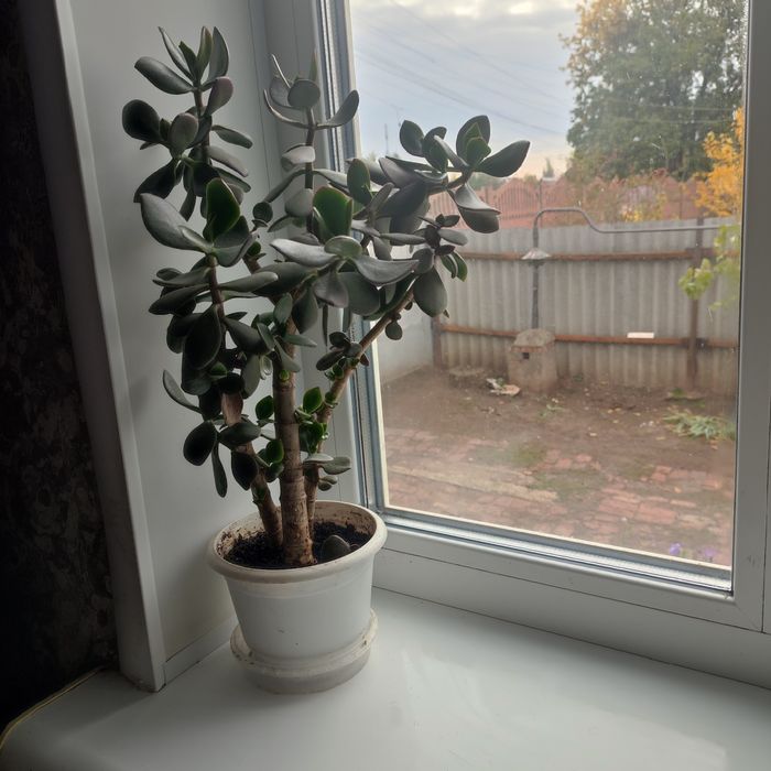 Комнатные цветы в продаже