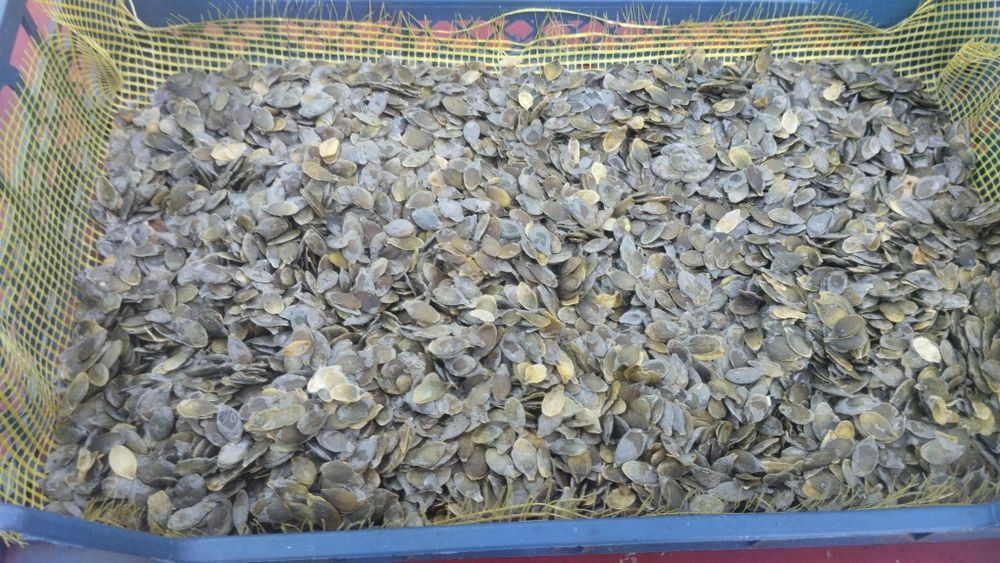 Продам насіння гарбуза (голонасінне)