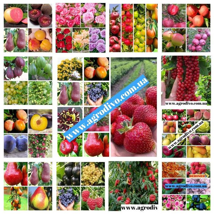 Саженцы плодовых деревьев, роз и кустарников в питомнике Агродиво