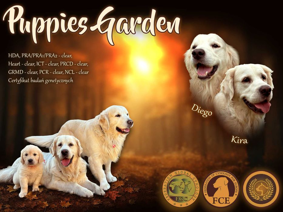 Szczeniak Golden Retriever - Suczka