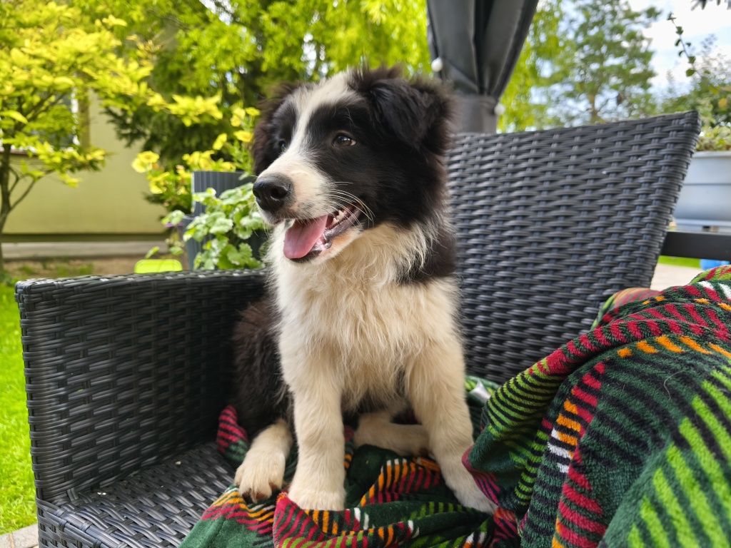 Border Collie Samiec
