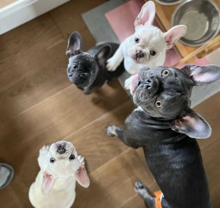 Щенки французского бульдога 2,5 месяца с прививками! Готовы к переезду