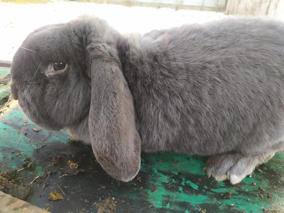 Продам робочих самців Французького барана