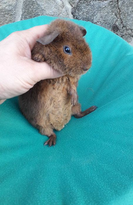 Морська свинка, Тедді