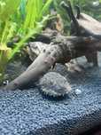 Бородатий тетраодон / Tetraodon baileyi