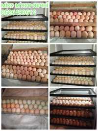 Опт яйца под инкубацию оливковое яйцо , мясо-яичные микс, адлер