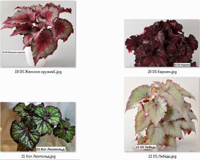 Бегония  декоративно-лиственные бегонии