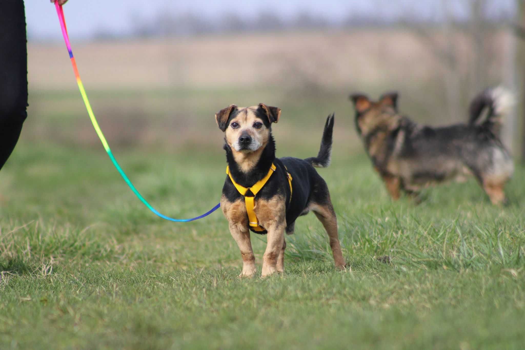 GROSZEK mały kochany psiak starszy adopcja schronisko