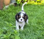 Cavalier King Charles spaniel FCI ZKwP po imp. Włochy
