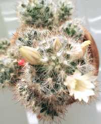 Кактус (цвіте білими квітами та барбарисом)