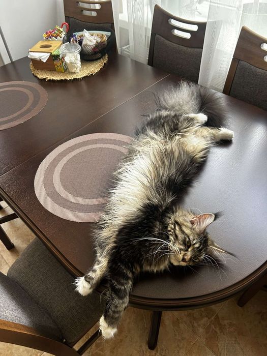 Справжні  Мейн-куни з розплідника .Розпродаж підлітків та дорослих .