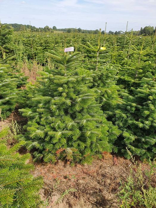 Świerk pospolity cięty 175-300 cm/ w donicy 80-175 cm/ TuChoinki.pl