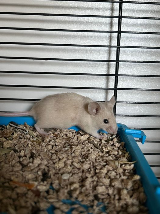 Myszki urodzone 3.10.2025