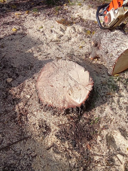 Prace ogrodnicze wycinki, usługi i wynajem rębaka