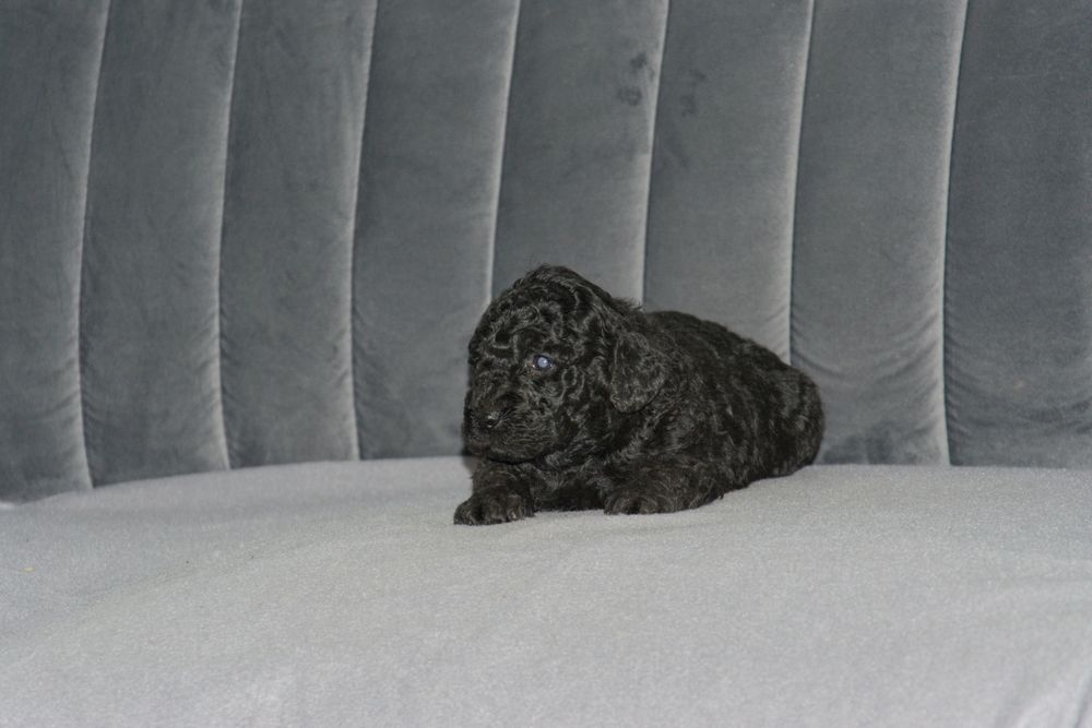 Pudel średni piesek