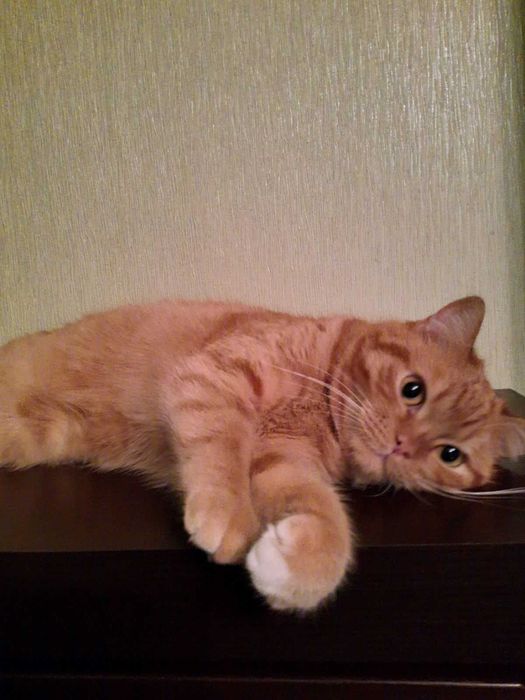 Руденький хлопчик чекає на суперродину