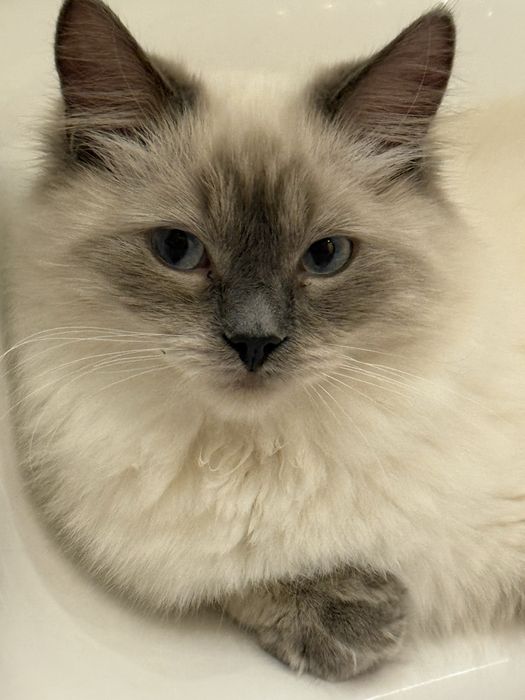 Ragdoll kociaki kotki korurki