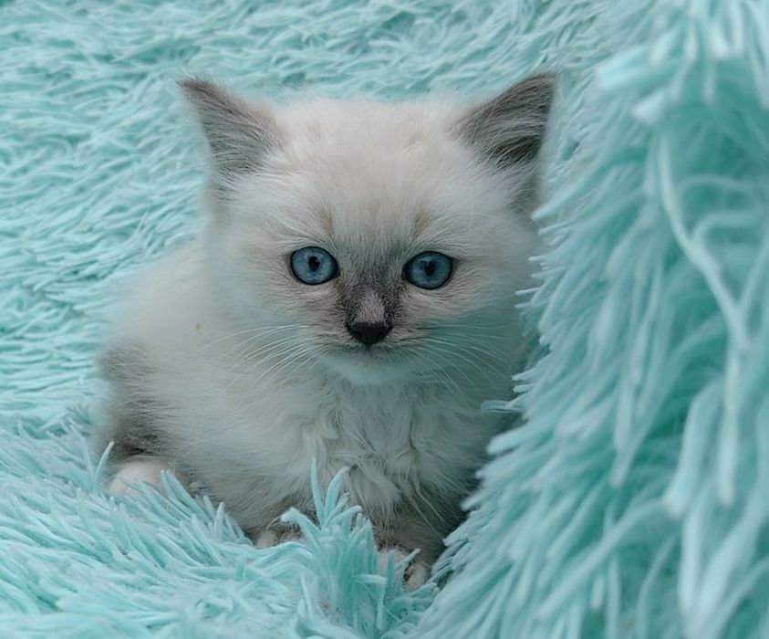 Kocurek Ragdoll     .