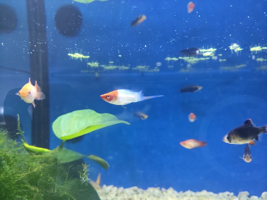 Espadas texugo kohako comet pink