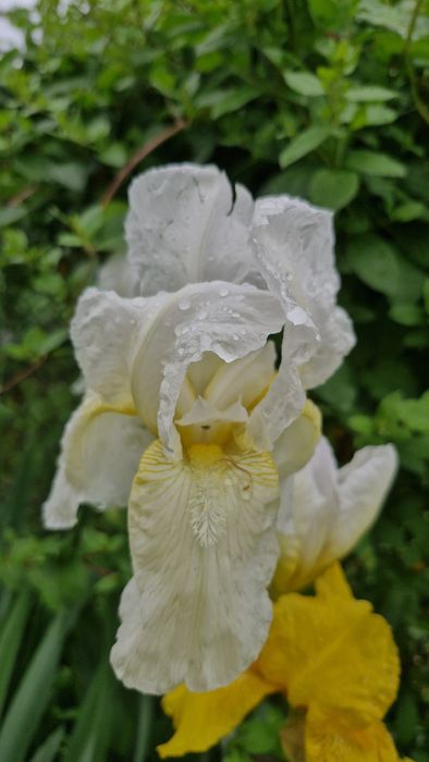 Іриси, півники, квіти садові багаторічні