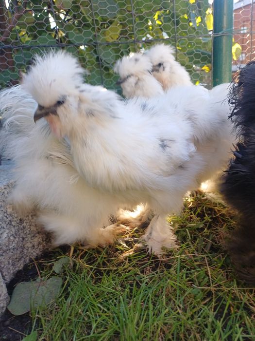 Koguciki silki jedwabiste