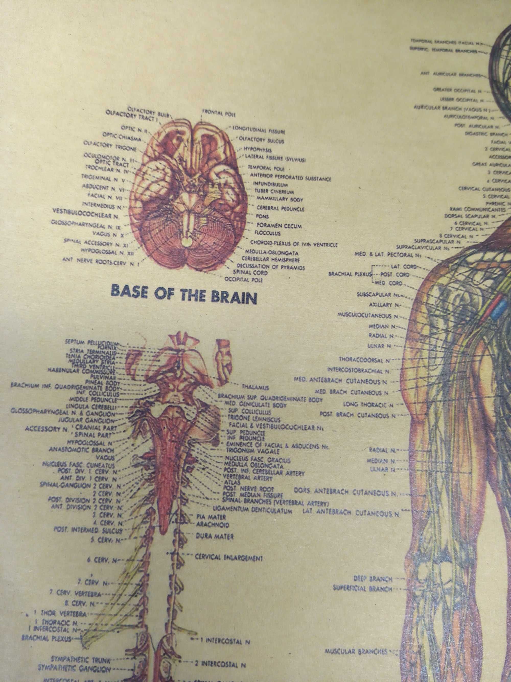 Plakat Retro Vintage Ludzkie Ciało Mięśnie Szkielet Edukacja 42x30 cm