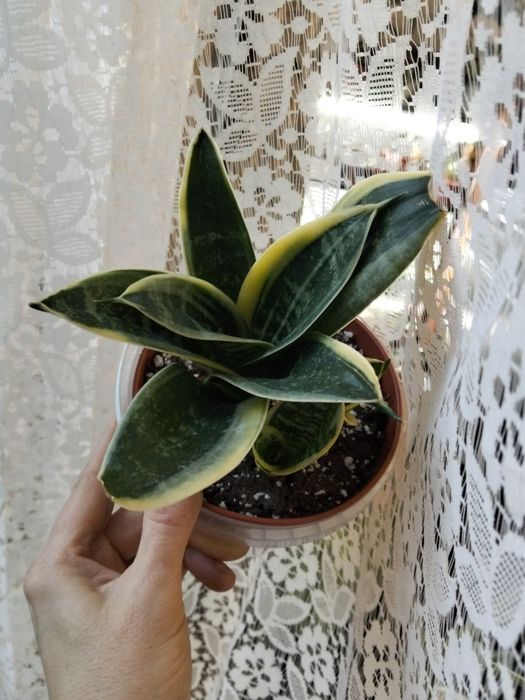 Сансивьерия Ханни Маргината