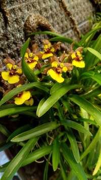 Мініатюрна орхідея oncidium croesus