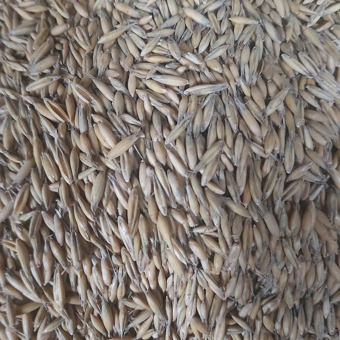 Sprzedam owies ze zbioru 2025