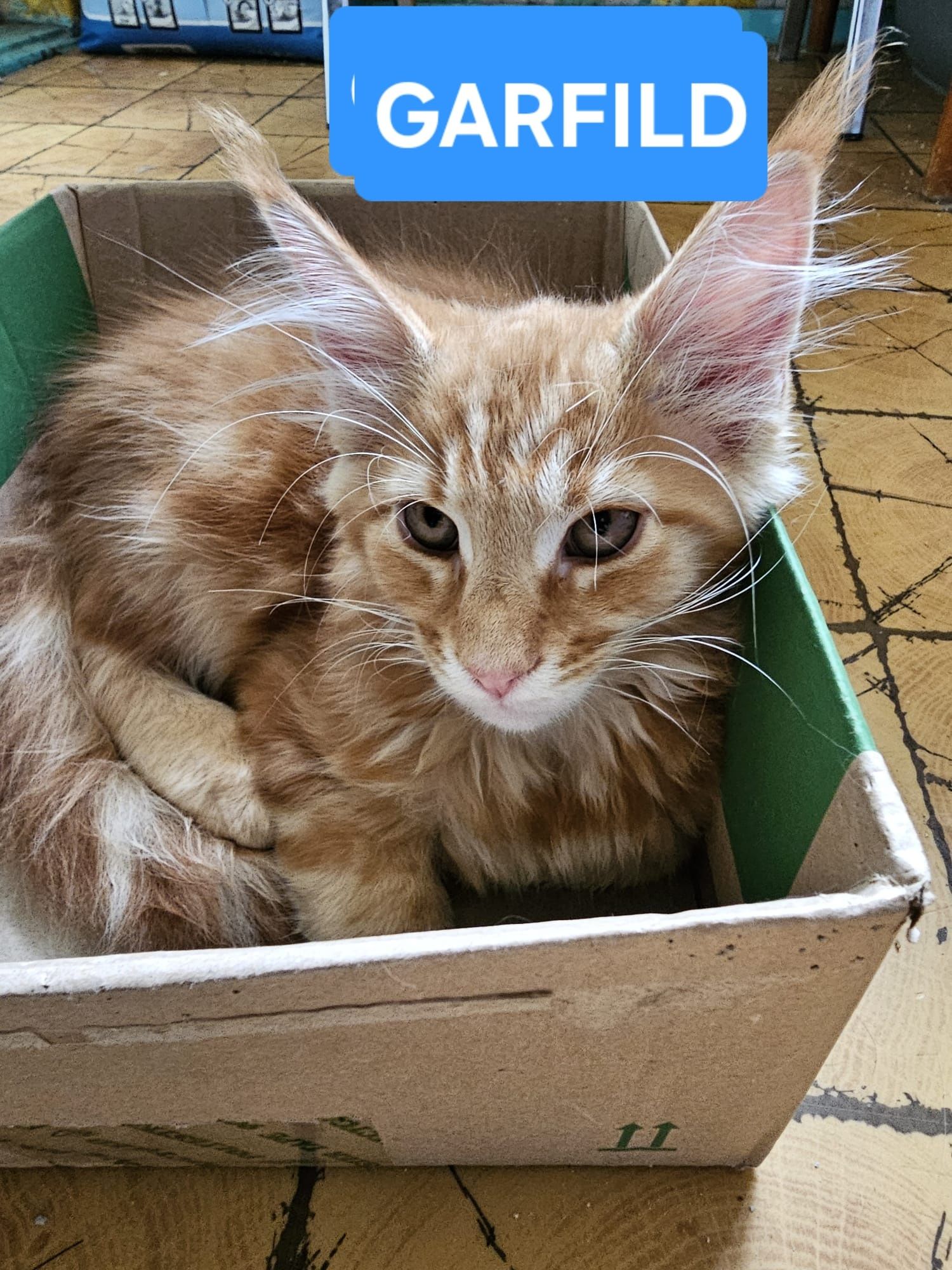 Maine Coon Kocur rudy