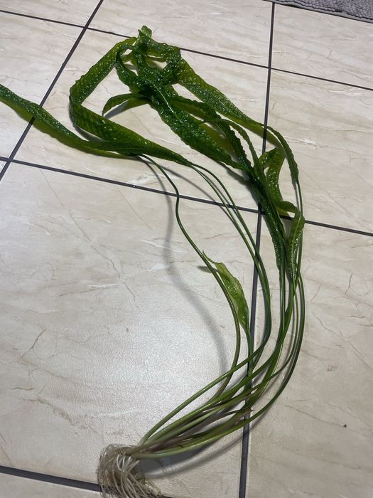 Roslina akwariowa cryptocoryne 80 cm