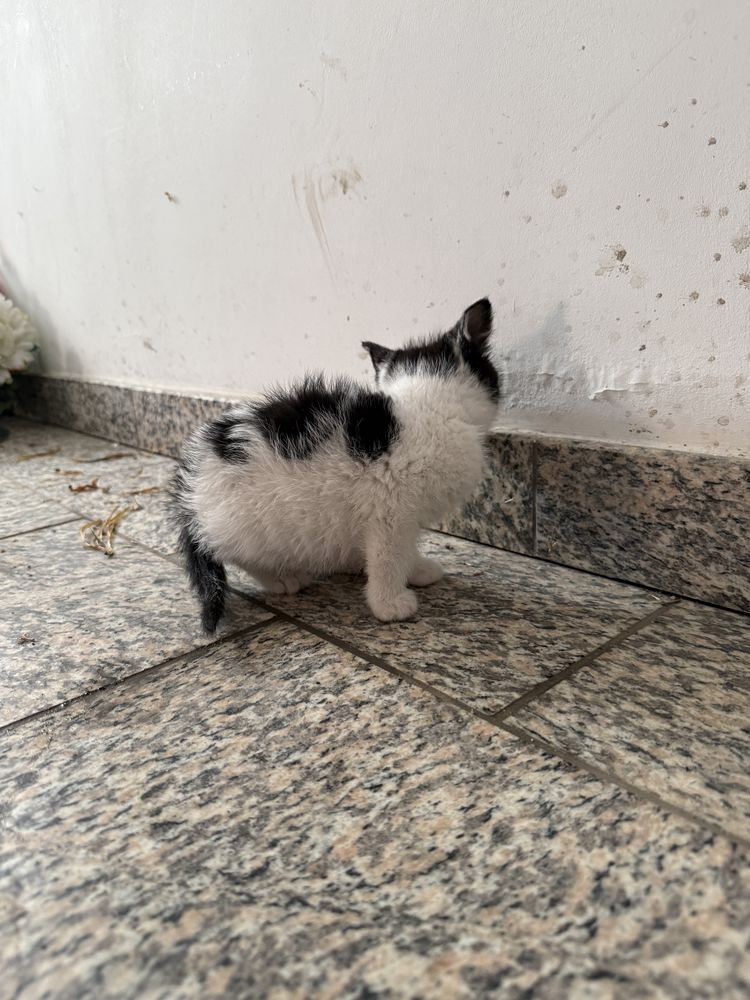 FANCISZEK do adopcji mały kociak kociątko mały kotek mały kot kocię