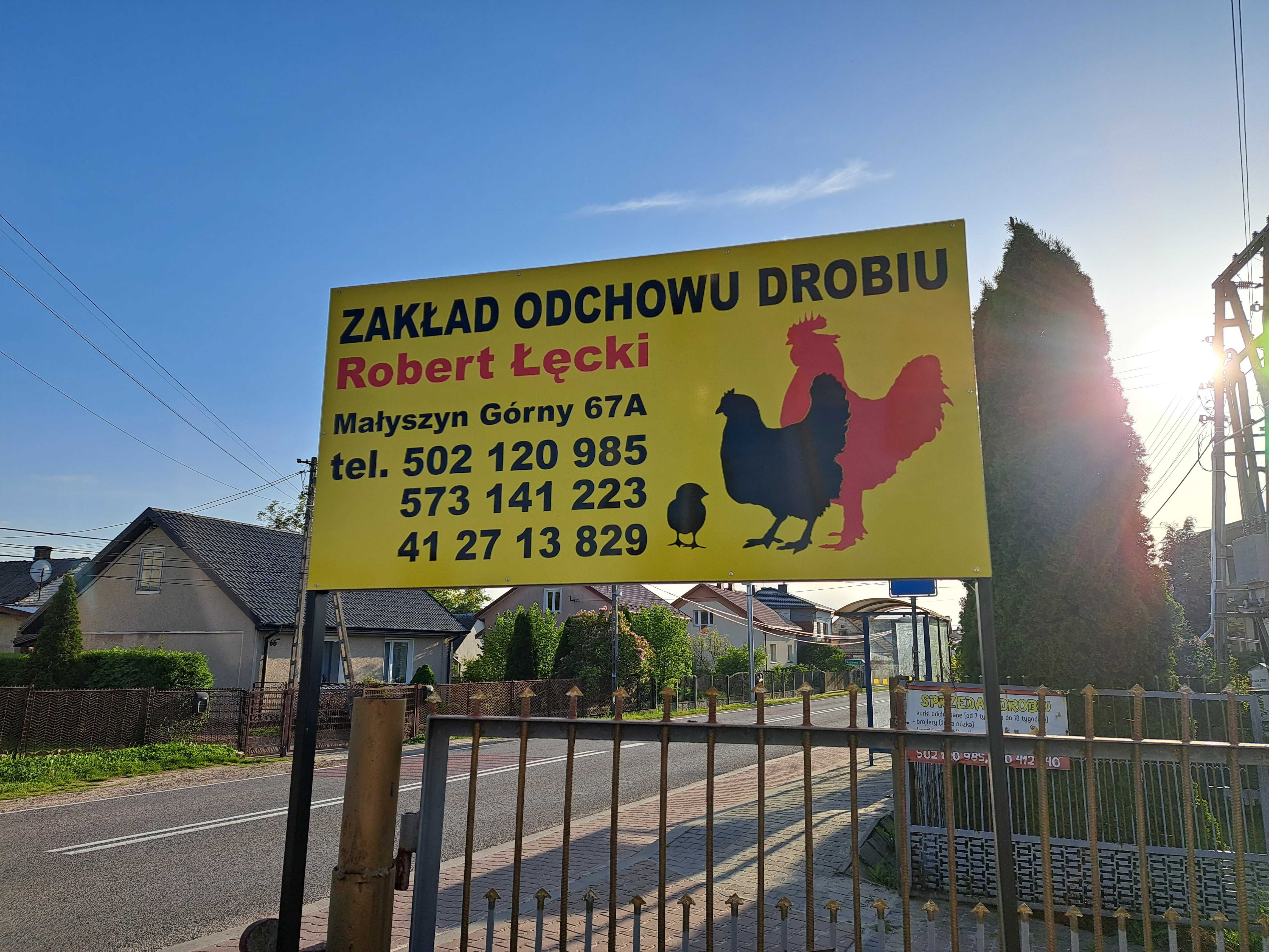 Brojler czerwony zagrodowy w sprzedaży od 06.08.2024