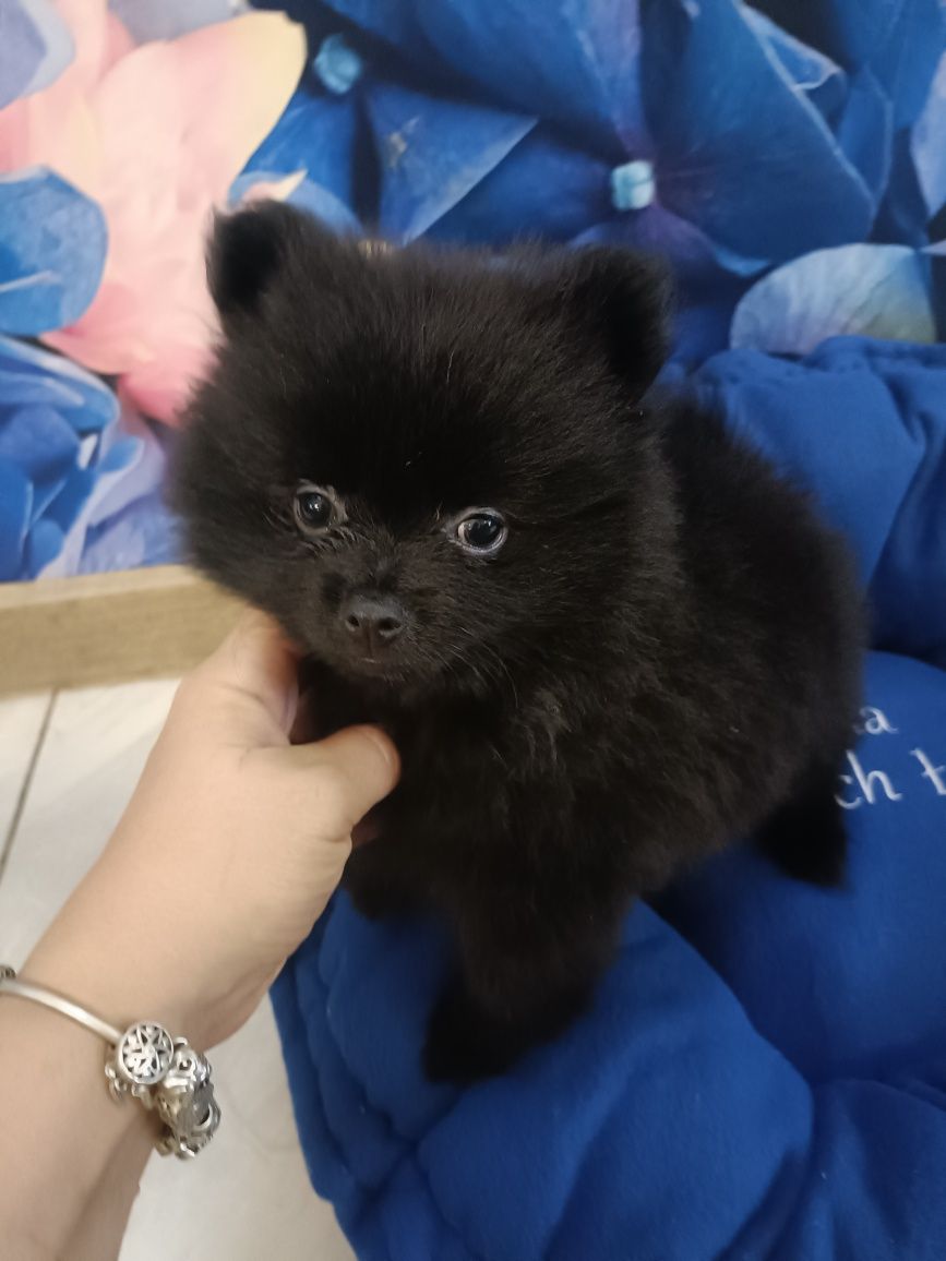 Cudny chłopiec szpic miniaturowy pomeranian Węgielek/GOTOWY DO ODBIORU