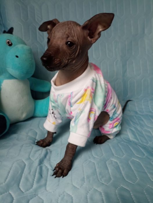 Nagi pies meksykański xolo miniatura