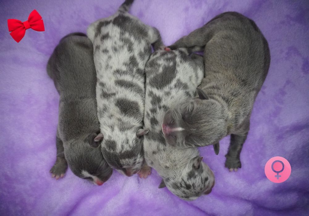 Amstaff-merle_American Staffordshire Terrier