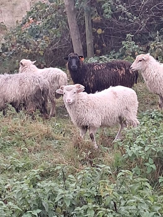 Barany owce jagnieta