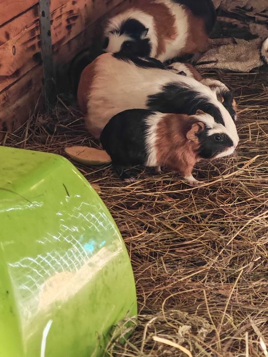 Sprzedam świnki morskie tanio. tel pięć 0 trzy cztery 6 pięć cztery 88