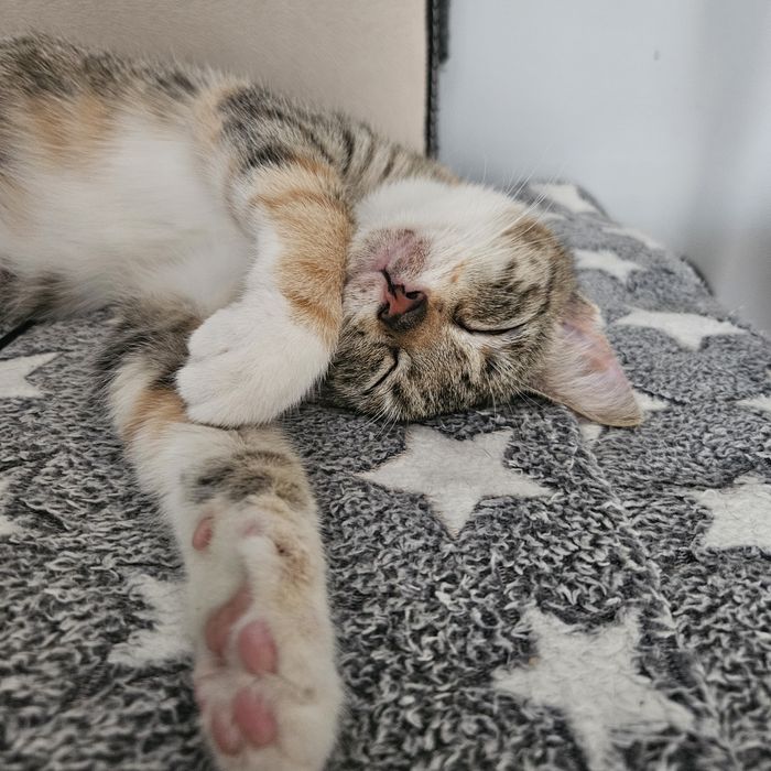 Mała koteczka do adopcji