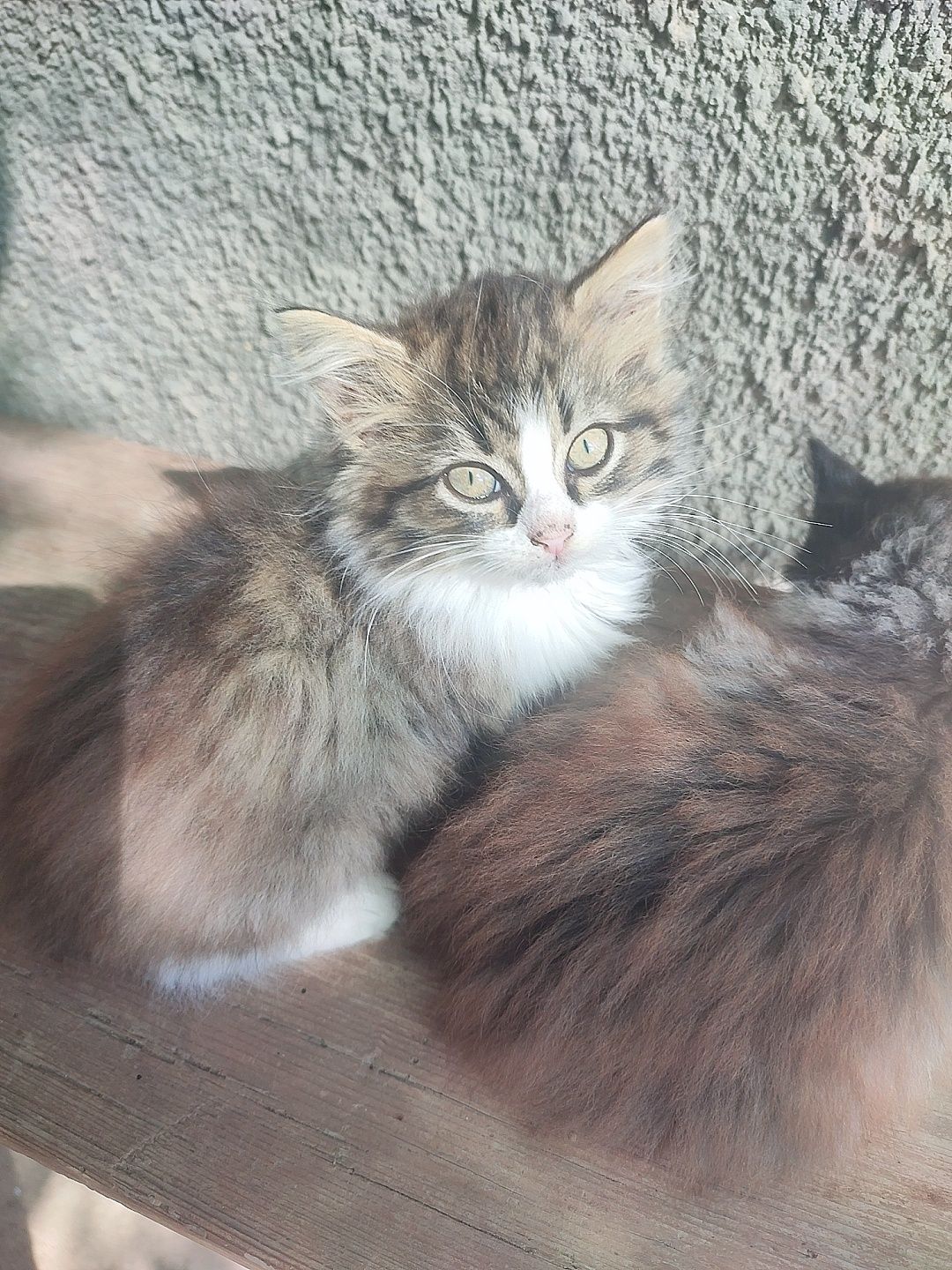 Котята пушистые бесплатно, кот кошка