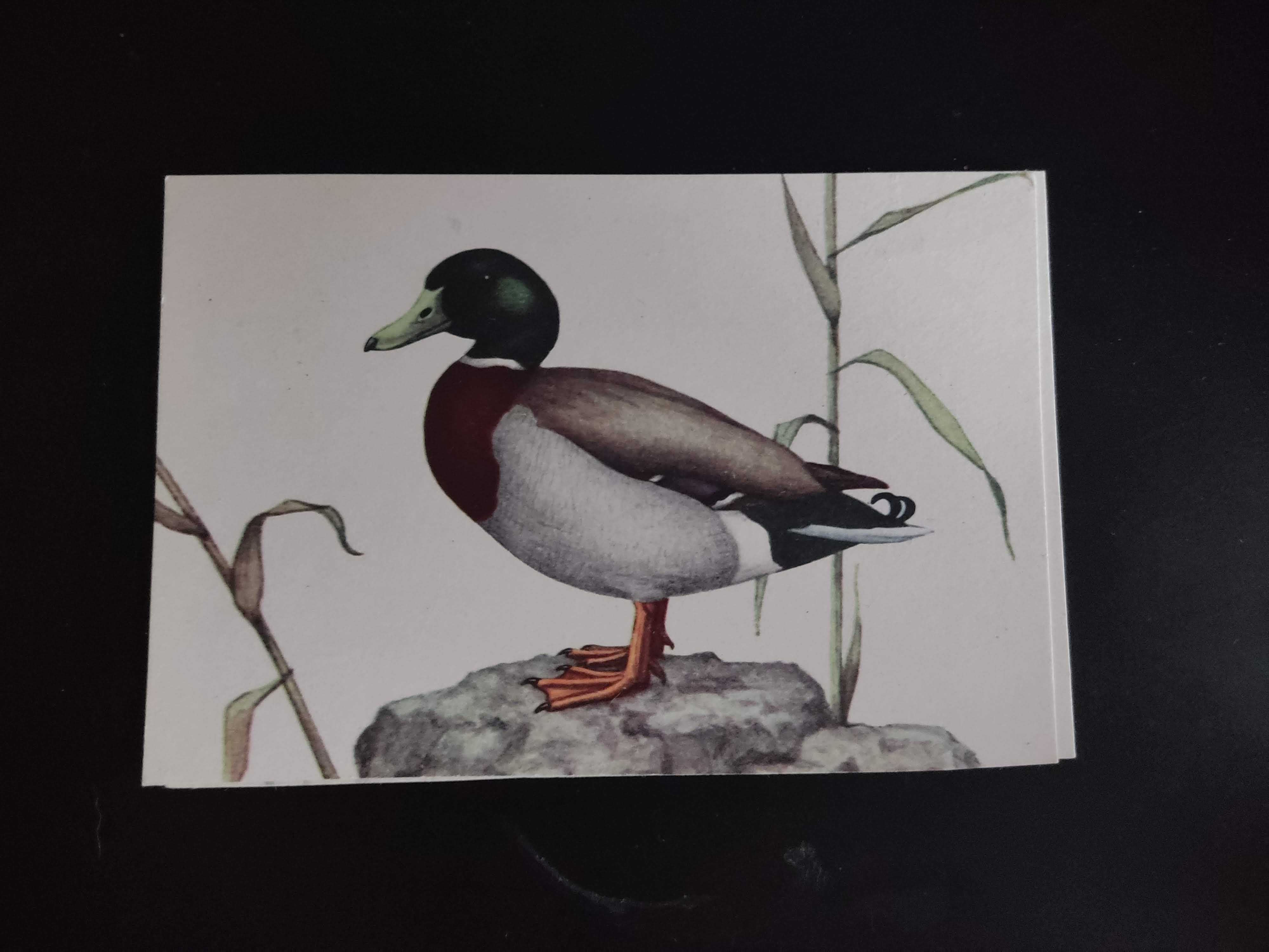 2 piękne pocztówki ptaki ornitologia kaczka, kurka wodna