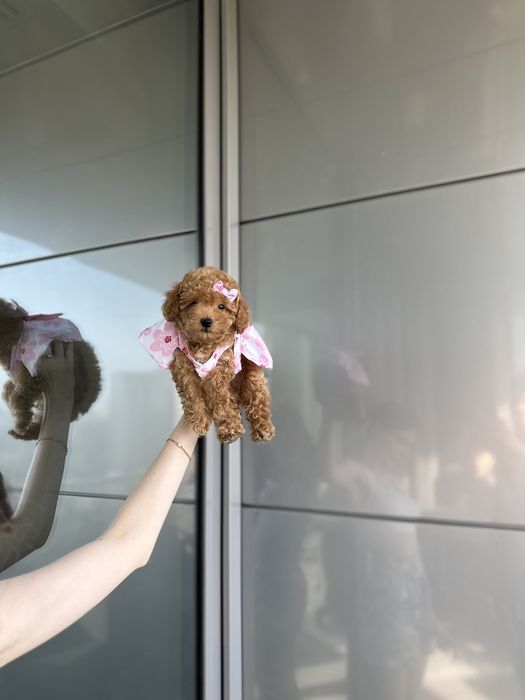 mini Teddy vip Мальтипу