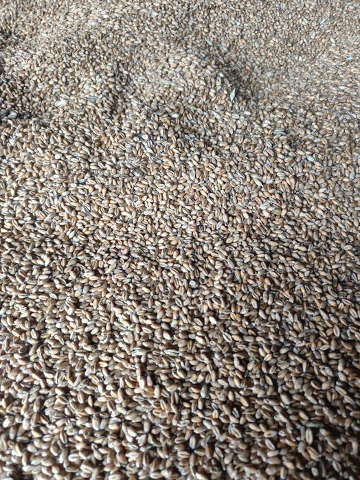 Pszenica zimowa euforia