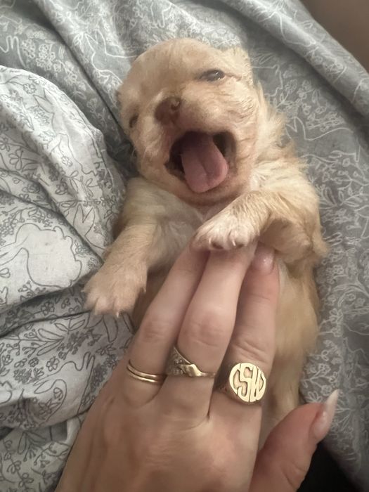 Przepiękna suczka chihuahua