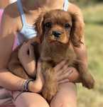 Cavalier King Charles Spaniel piesek ZKwP/FCI