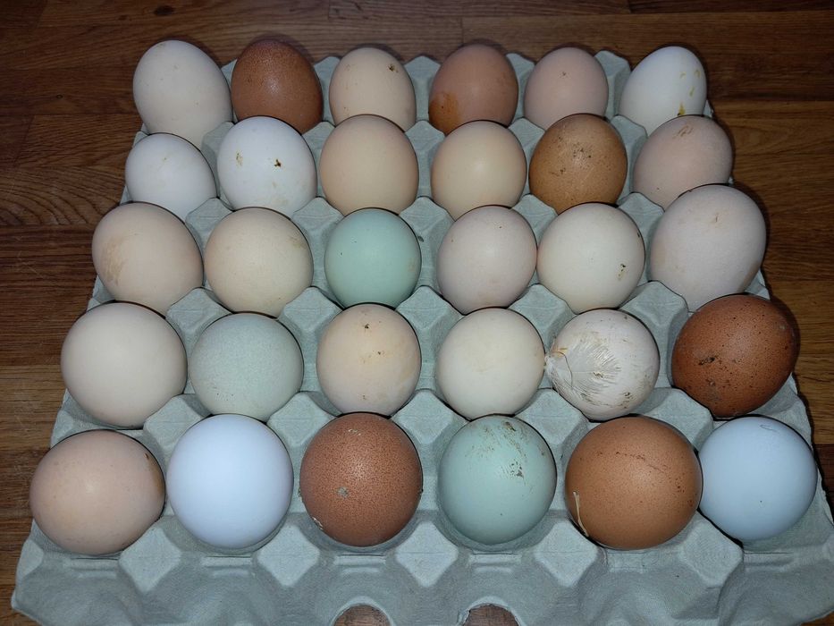 Jaja lęgowe od kur niosek